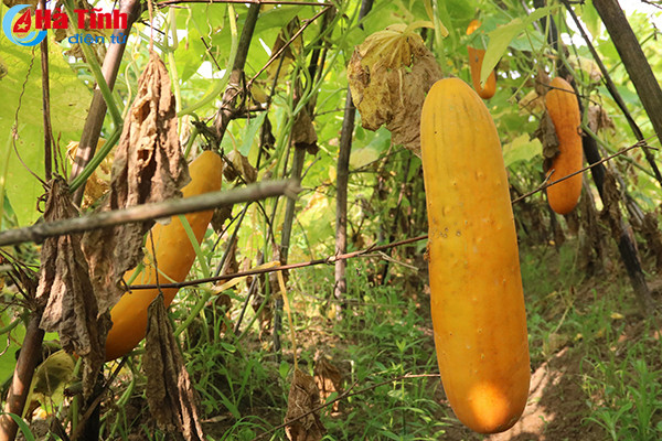 muot mat nhung vuon mau thu nhap cao o ky anh