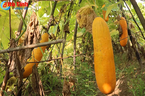 muot mat nhung vuon mau thu nhap cao o ky anh