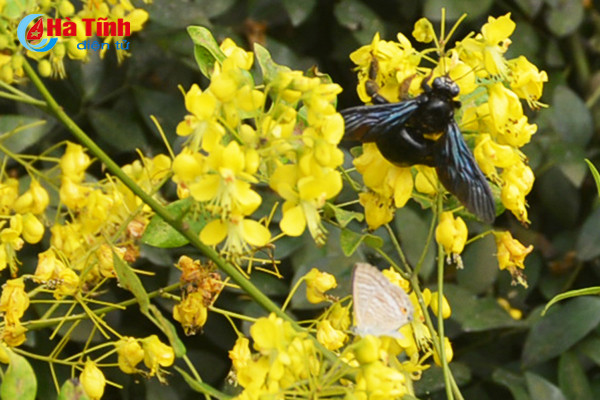 dep me hon hoa gieng gieng ruc vang trien de ha tinh