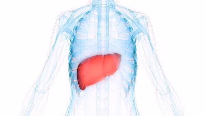 cac nha khoa hoc thuy si phat hien protein moi chong ung thu gan