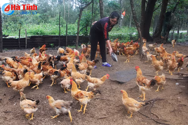 dan ong danh ca dan ba nuoi ga o lang bien cam hoa