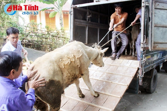 Đưa về điểm nuôi tập trung của Mitraco Hà Tĩnh