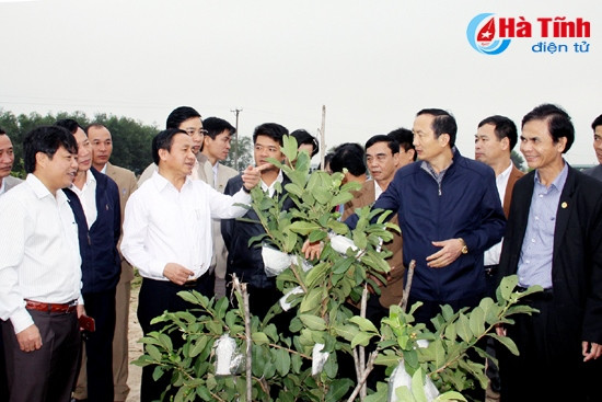 Bí thư Tỉnh ủy - Chủ tịch UBND tỉnh Lê Đình Sơn cùng đoàn công tác kiểm tra mô hình vườn mẫu thôn Trung Văn (xã Thạch Văn - Thạch Hà). Bí thư Tỉnh ủy - Chủ tịch UBND tỉnh Lê Đình Sơn cùng đoàn công tác kiểm tra mô hình vườn mẫu thôn Trung Văn (xã Thạch Văn - Thạch Hà).