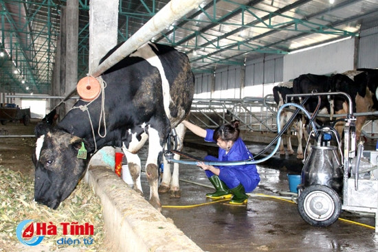 Trang trại chăn nuôi bò sữa ở xã Đức Dũng (Đức Thọ) thuộc Công ty TNHH Khánh Giang được xây dựng trên diện tích 27 ha, quy mô chăn nuôi 500 con bò sữa, tổng kinh phí đầu tư gần 50 tỷ đồng... Trang trại chăn nuôi bò sữa ở xã Đức Dũng (Đức Thọ) thuộc Công ty TNHH Khánh Giang được xây dựng trên diện tích 27 ha, quy mô chăn nuôi 500 con bò sữa, tổng kinh phí đầu tư gần 50 tỷ đồng...