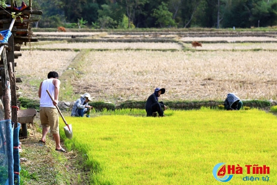 Dân bản chuẩn bị vào vụ