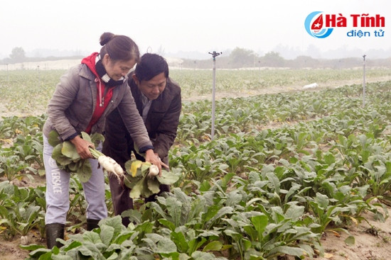HTX Hoàng Chu liên kết với Tổng Công ty KS&TM sản xuất 1 ha củ cải đạt năng suất cao trong vụ thu đông năm nay. HTX Hoàng Chu liên kết với Tổng Công ty KS&TM sản xuất 1 ha củ cải đạt năng suất cao trong vụ thu đông năm nay.