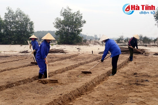 Trong khi thị trường hành lá "rộng cửa" thì Mitraco lại không thể ký hợp đồng liên kết như kế hoạch Trong khi thị trường hành lá "rộng cửa" thì Mitraco lại không thể ký hợp đồng liên kết như kế hoạch