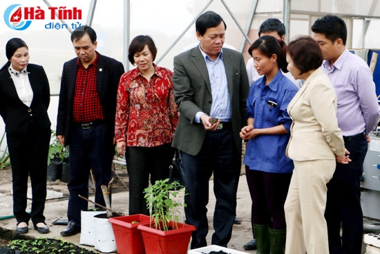 Đoàn tham quan Dự án trồng rau củ, quả trên cát tại xã Thạch Văn