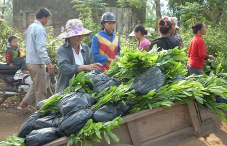 Người dân Kỳ Anh hào hứng nhận giống cây lâm nghiệp về trồng. Ảnh: Ngô Thắng