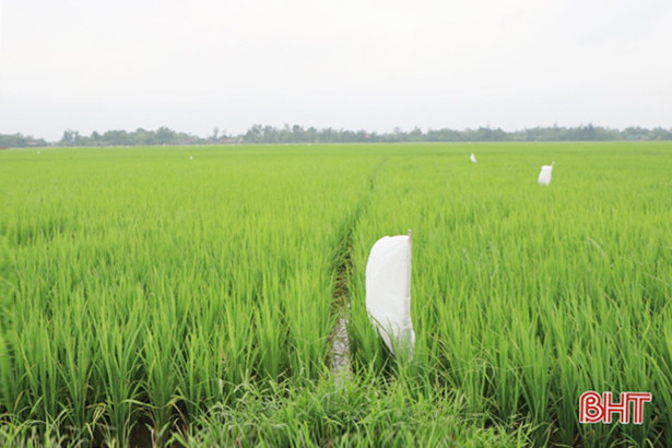 Nông dân Thạch Hà phá bờ thửa, mở cánh đồng lớn hơn 300 ha