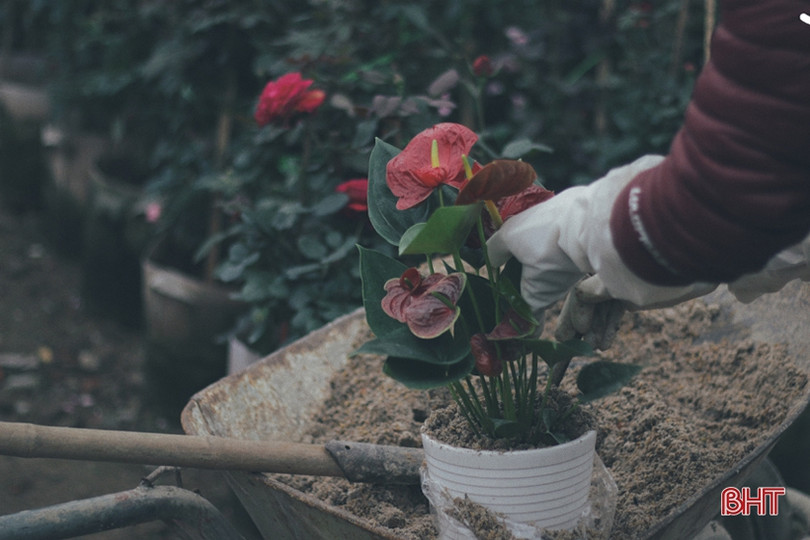 Ngắm Thành Sen đẹp dịu dàng, mộc mạc trong chiều cuối năm