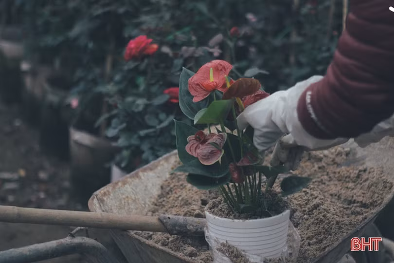 Ngắm Thành Sen đẹp dịu dàng, mộc mạc trong chiều cuối năm