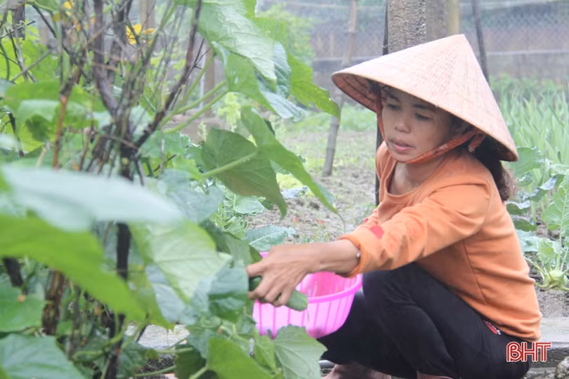 Xuân sớm trên khắp cánh đồng Hà Tĩnh