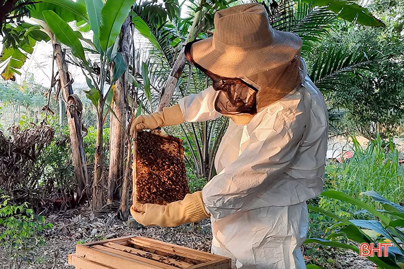 Một hợp tác xã ở Hà Tĩnh sản xuất mật ong đạt chuẩn VietGAP 