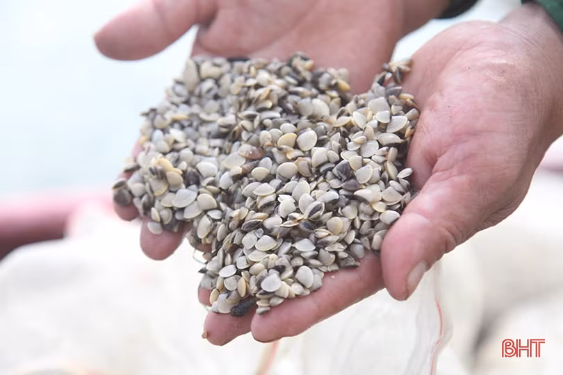 Người nuôi ngao ở Hà Tĩnh khôi phục sản xuất sau mưa lũ