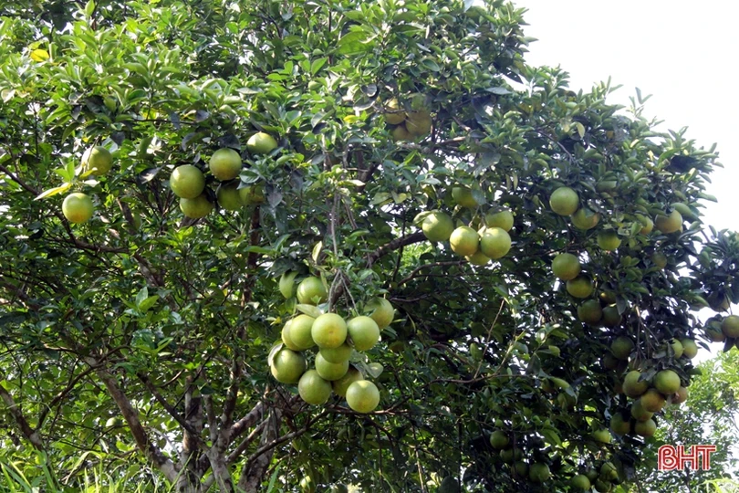 “Dân vận khéo”- những quả ngọt trong xây dựng NTM ở Hương Sơn