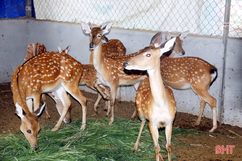 “Dân vận khéo”- những quả ngọt trong xây dựng NTM ở Hương Sơn