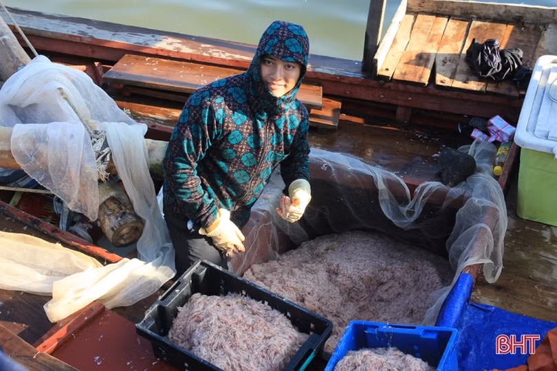 Trúng đậm ruốc biển 5 ngày liên tiếp, ngư dân Hà Tĩnh thu hàng trăm triệu