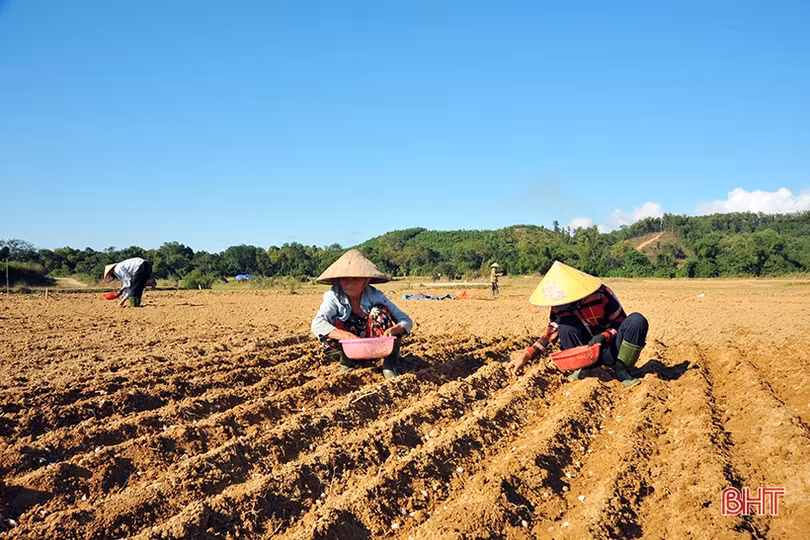 Nông dân Hương Khê rộn ràng xuống đồng khôi phục vụ đông