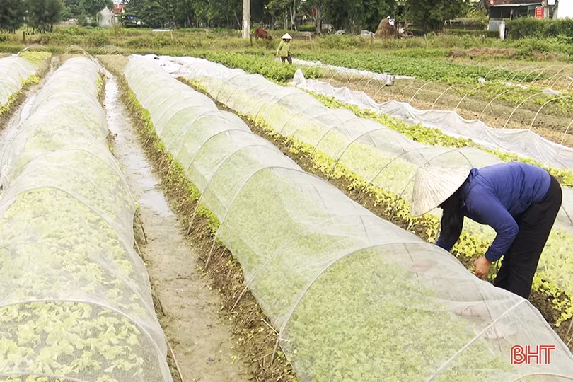 Sản xuất vụ đông ở Hà Tĩnh đạt trên 41% kế hoạch