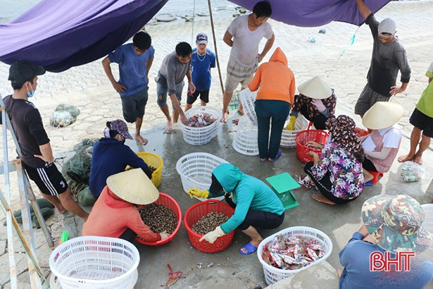 Ngư dân Hà Tĩnh thu gần 1.000 tỷ đồng từ cá vụ nam