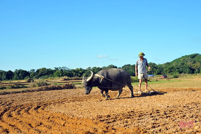 Nông dân Hương Khê rộn ràng xuống đồng khôi phục vụ đông