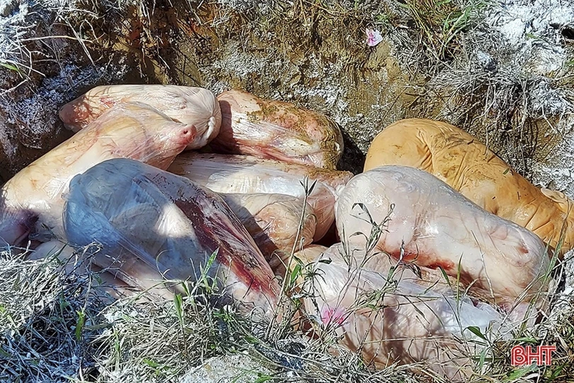 Gần 2 tạ lợn sữa không rõ nguồn gốc suýt thành “món ngon” tiệc cưới