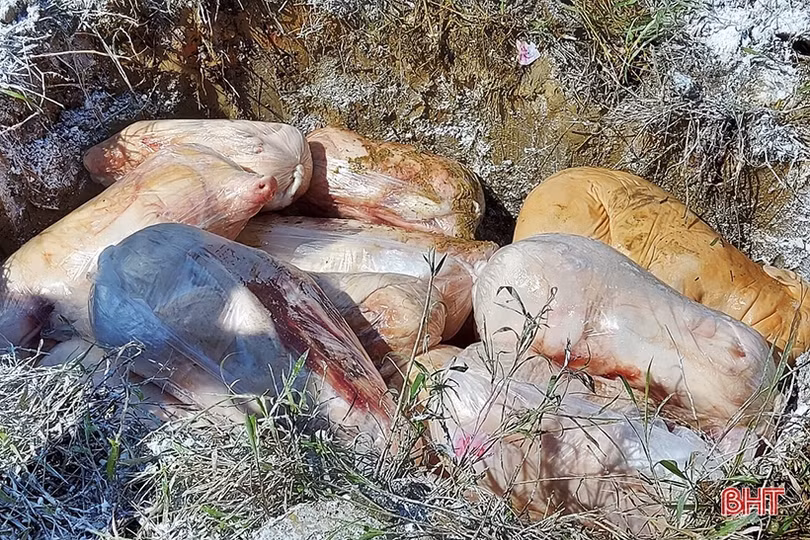 Gần 2 tạ lợn sữa không rõ nguồn gốc suýt thành “món ngon” tiệc cưới