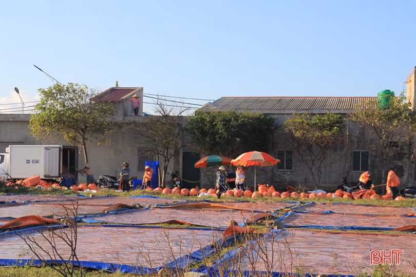 Trúng đậm ruốc biển 5 ngày liên tiếp, ngư dân Hà Tĩnh thu hàng trăm triệu