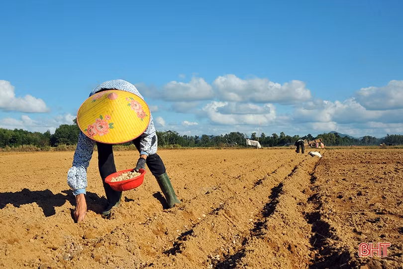 Nông dân Hương Khê rộn ràng xuống đồng khôi phục vụ đông