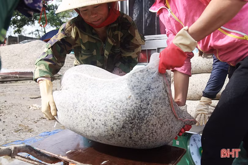 Người nuôi ngao ở Hà Tĩnh khôi phục sản xuất sau mưa lũ