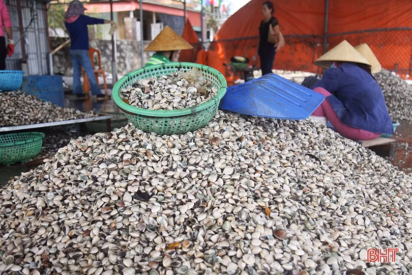 Người nuôi ngao ở Hà Tĩnh khôi phục sản xuất sau mưa lũ