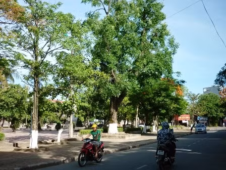 Cây xanh đô thị không chỉ có tác dụng lọc khí độc hại, cân bằng hệ sinh thái, tạo cảnh quan môi trường, mà còn góp phần tạo nét đặc trưng thành phố, bảo vệ môi trường và mỹ quan đô thị