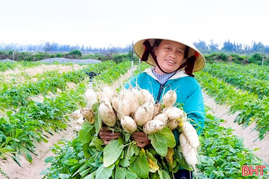 Trồng rau hữu cơ trên đất cát bạc màu