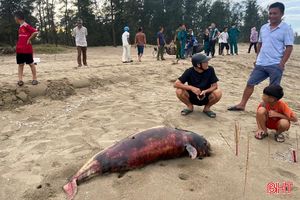 Phát hiện xác cá voi trôi dạt vào bờ biển Nghi Xuân