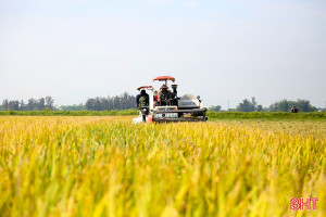 Địa phương đầu tiên ở Hà Tĩnh thu hoạch rộ lúa xuân