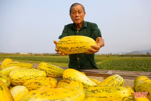 Được mùa dưa, nông dân Cổ Đạm phấn khởi thu hoạch