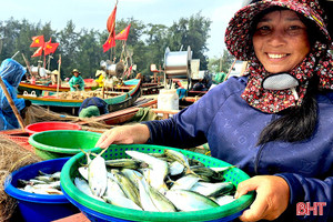 Ngư dân Nghi Xuân trúng cá bạc má