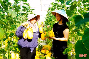 Vườn dưa lê vàng Hàn Quốc trĩu quả ở Tiên Điền
