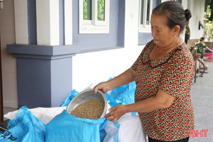 Ngậm ngùi nhìn thóc lép ở Xuân Viên