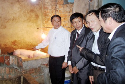 ... và kiểm tra một mô hình chăn nuôi lợn