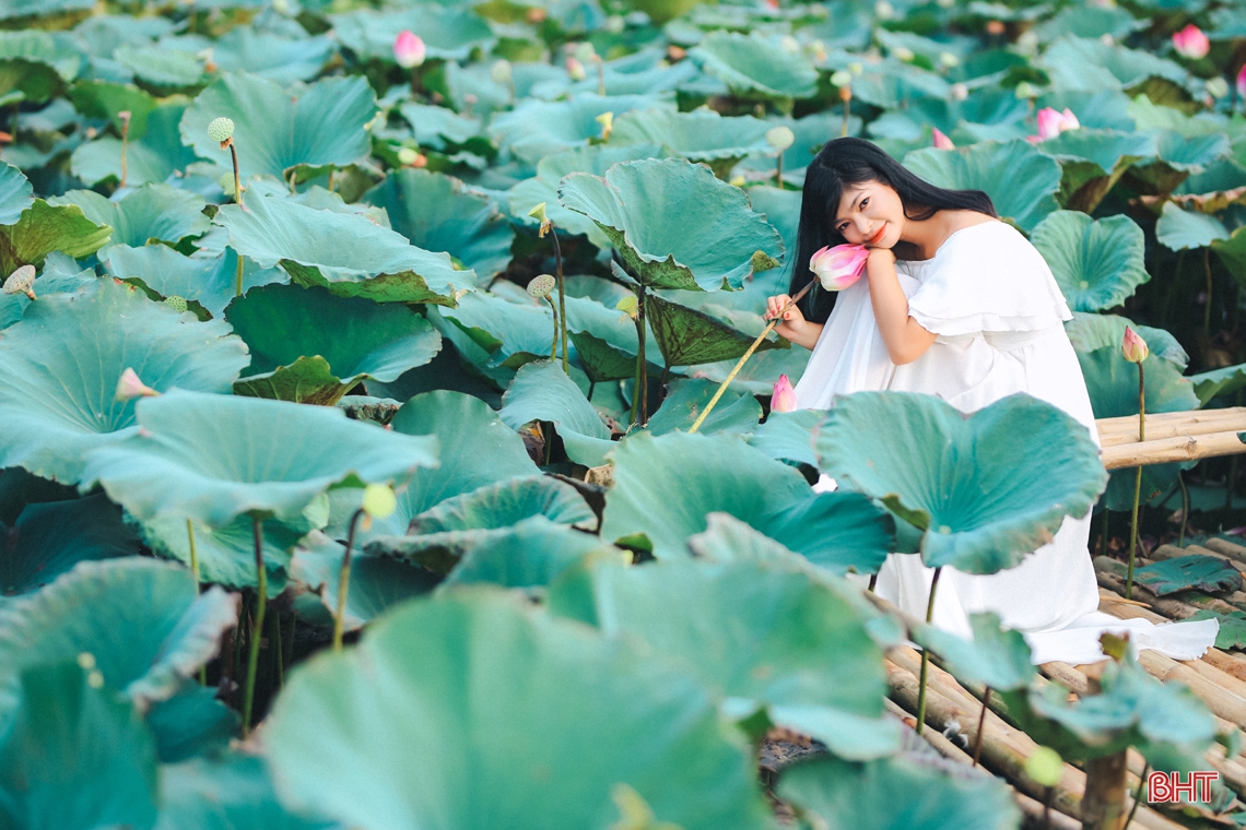 Ngắm thiếu nữ Hà Tĩnh đẹp “mơ màng” bên sắc sen hồng