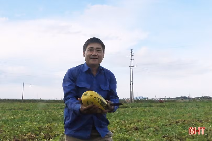 Mùa dưa “kém vui” của nông dân Thạch Hà