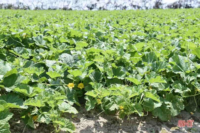 Dưa lê đem lại hiệu quả kinh tế cao trên đất cát pha ở Thịnh Lộc