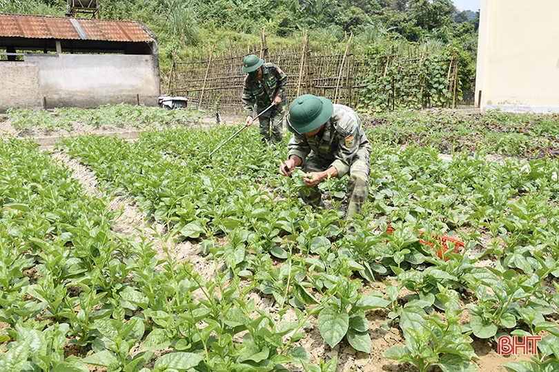 Đồn Biên phòng Hương Quang tăng gia sản xuất, đảm bảo nguồn thực phẩm sạch