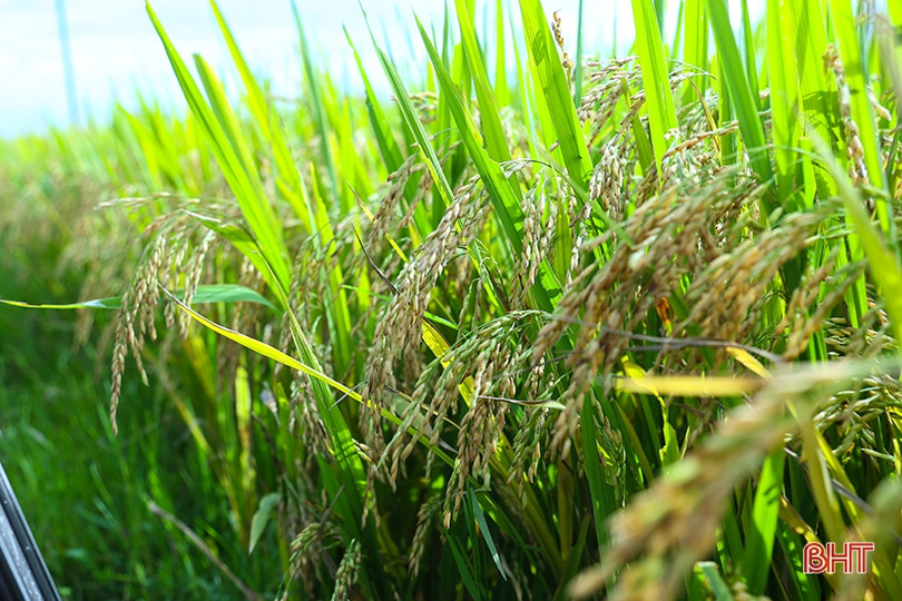 Giống lúa thử nghiệm HANA 7 sinh trưởng tốt, năng suất dự kiến 64 tạ/ha
