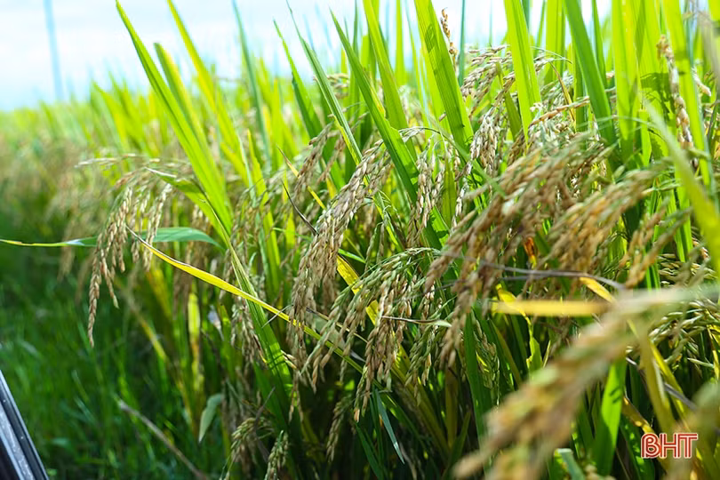 Giống lúa thử nghiệm HANA 7 sinh trưởng tốt, năng suất dự kiến 64 tạ/ha