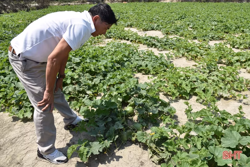 Dưa lê đem lại hiệu quả kinh tế cao trên đất cát pha ở Thịnh Lộc