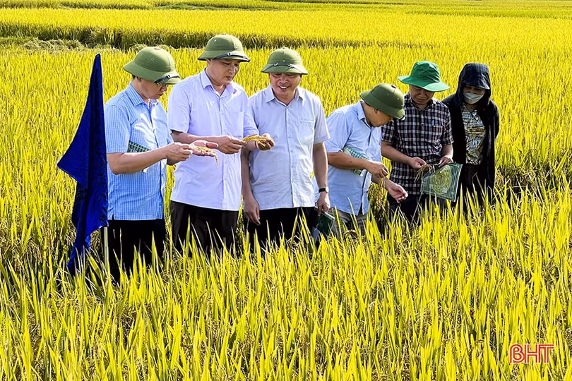 Giống lúa Hương Thuần 8 ước đạt 64 tạ/ha, Đức Thọ tiếp tục sản xuất thử nghiệm