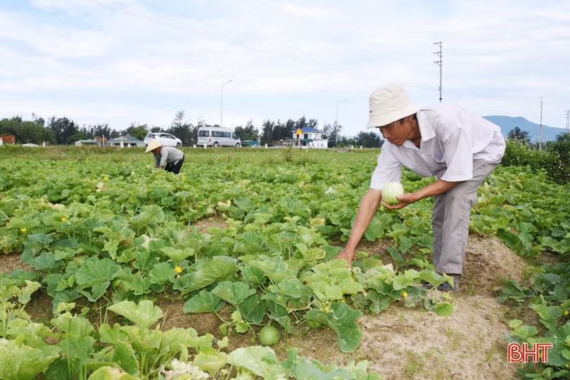 Dưa lê đem lại hiệu quả kinh tế cao trên đất cát pha ở Thịnh Lộc